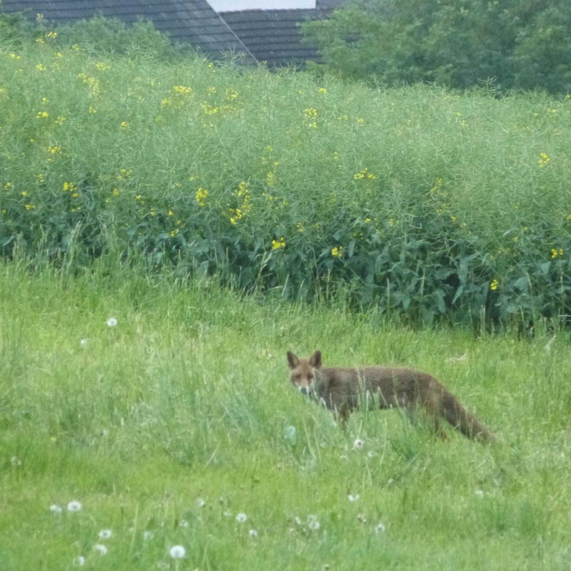 Villa Mosel Morbach Esterno foto